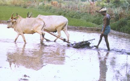 Tillage Operations for Field Cros